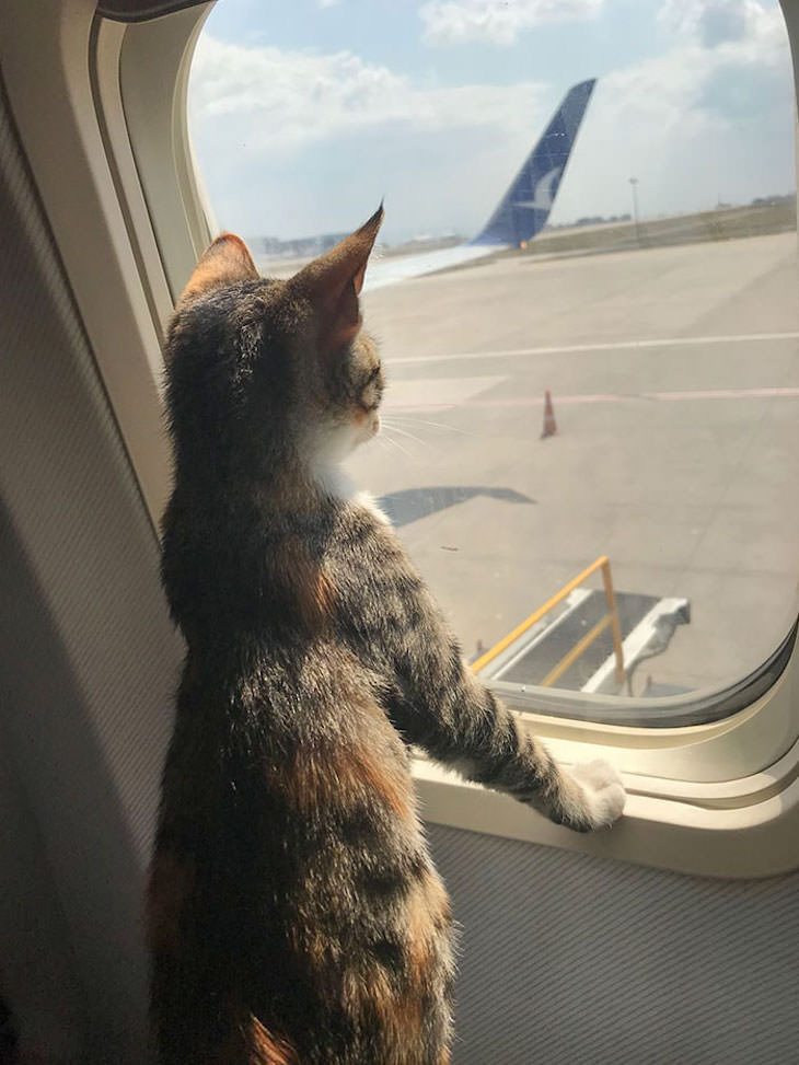 17 Adorable Animals Spotted On Public Transport, cat looking out the window
