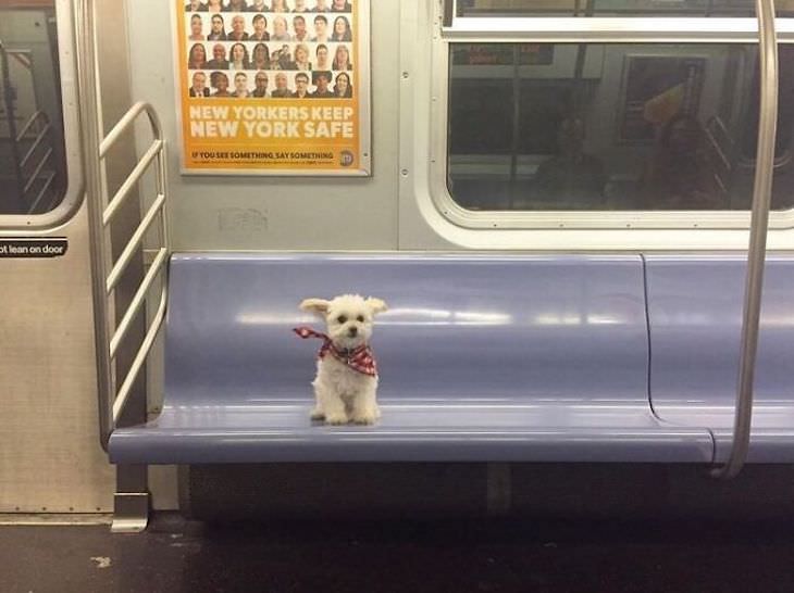 17 Adorable Animals Spotted On Public Transport, little dog on subway