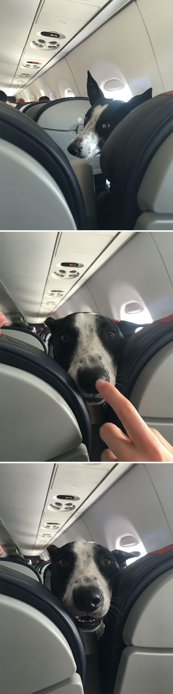 17 Adorable Animals Spotted On Public Transport, dog on plane