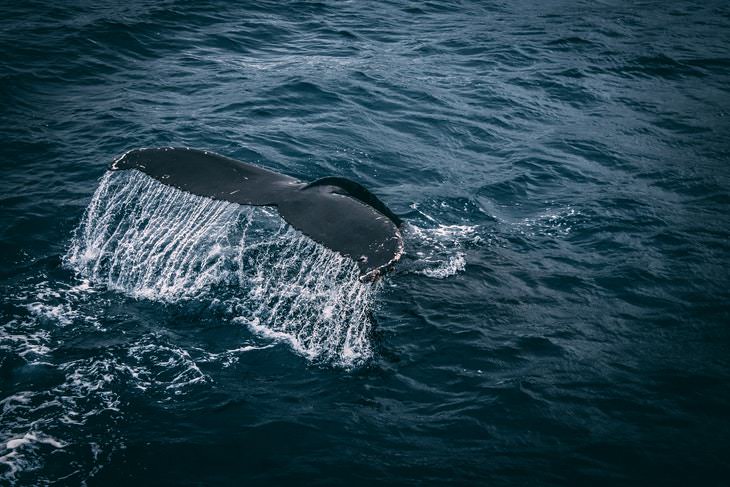 Good News 2020-2021 blue whale
