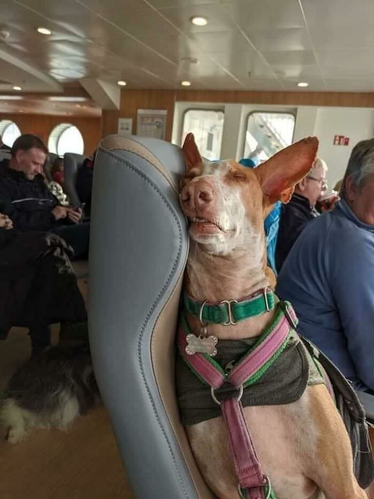 17 Adorable Animals Spotted On Public Transport, sleeping dog