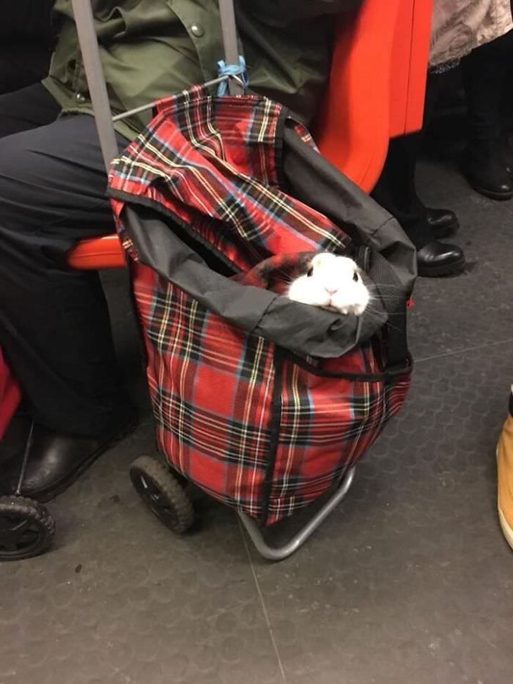 17 Adorable Animals Spotted On Public Transport, bunny peeking from bag