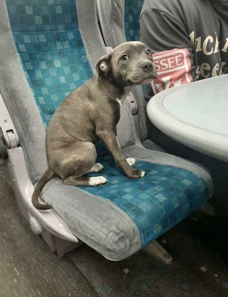 17 Adorable Animals Spotted On Public Transport, dog on train