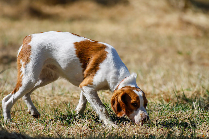 6 Newly Discovered and Incredible Animal Abilities, dog sniffing