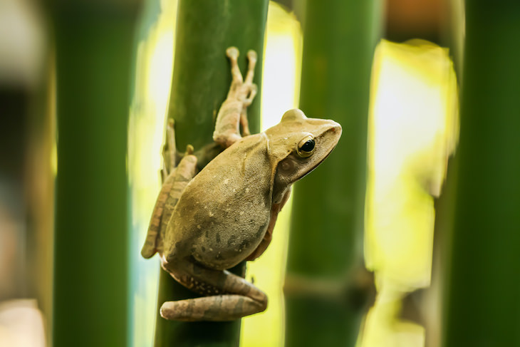 6 Newly Discovered and Incredible Animal Abilities, frog
