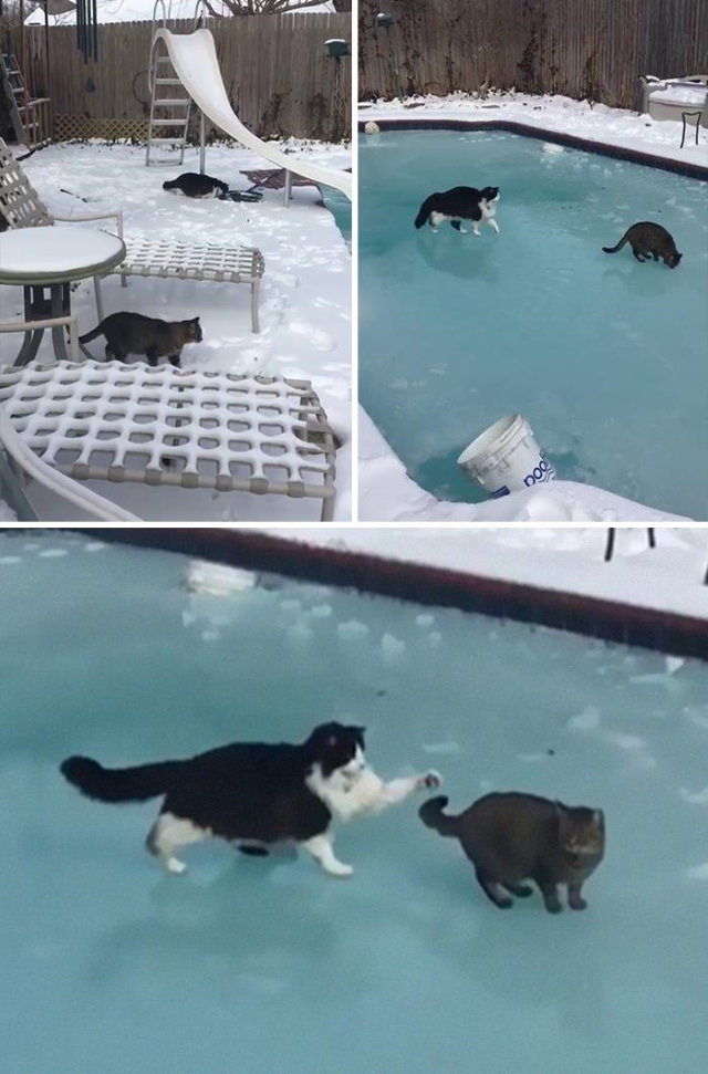 Texas Snow Storms Cats playing on a completely frozen swimming pool