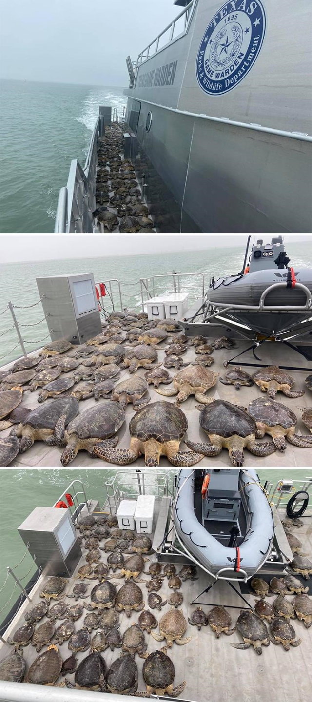 Texas Snow Storms 141 sea turtles saved by Texas Game Wardens
