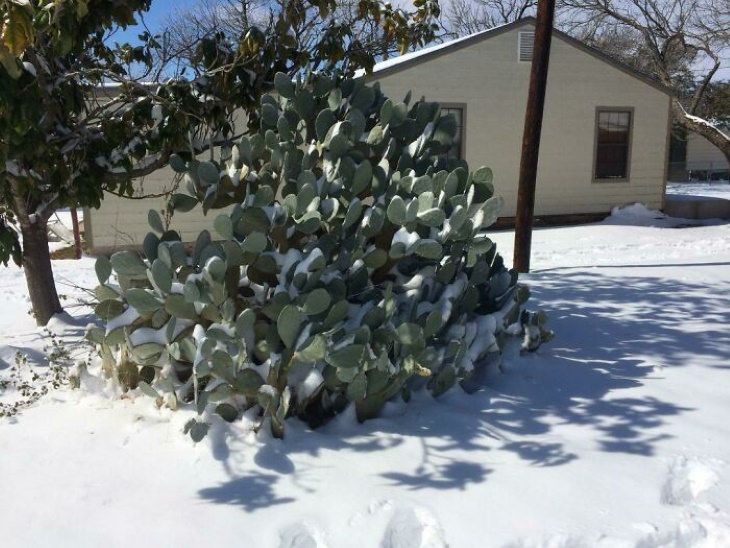 Texas Snow Storms snow on our cactus