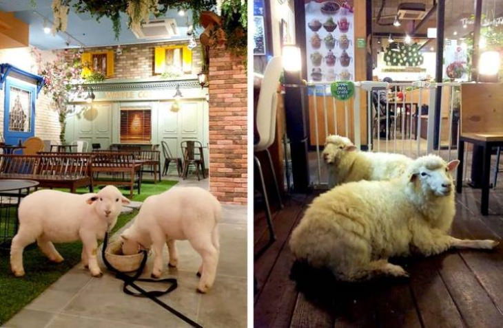 South Korea sheep cafe