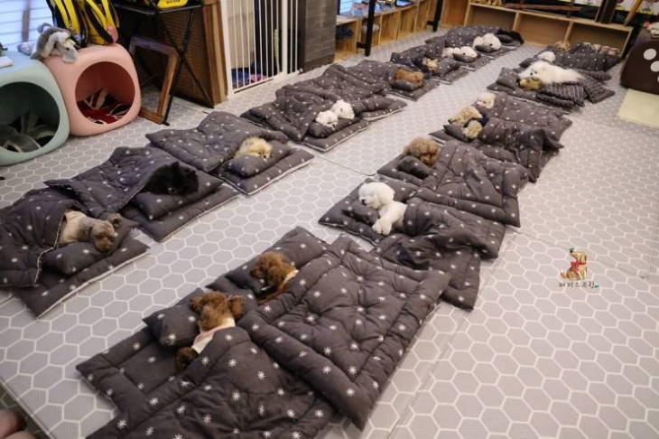 South Korea dog kindergarten