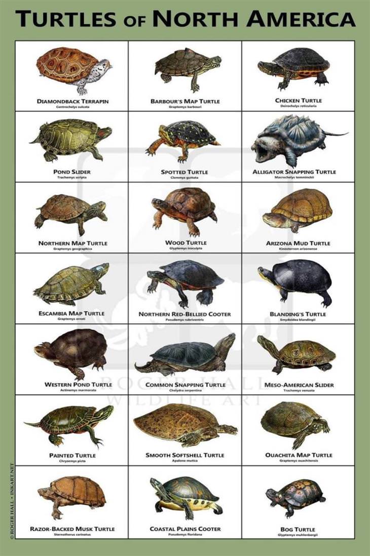 Baby Turtle Identification Chart