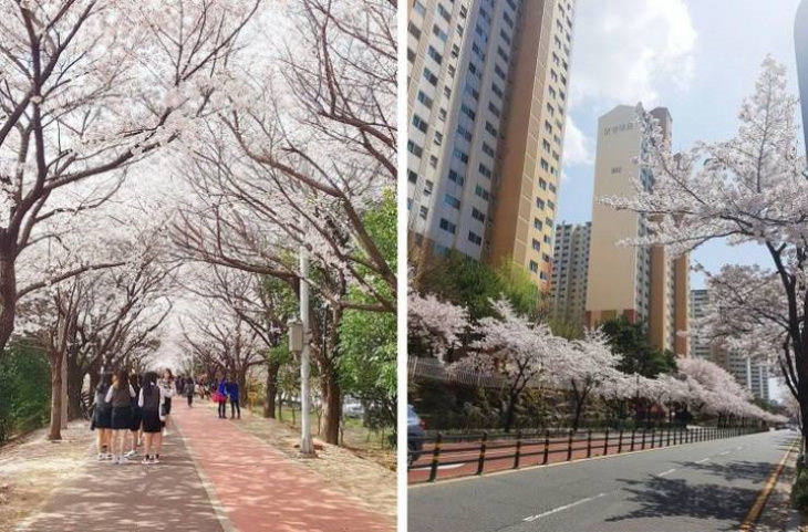 South Korea sakura