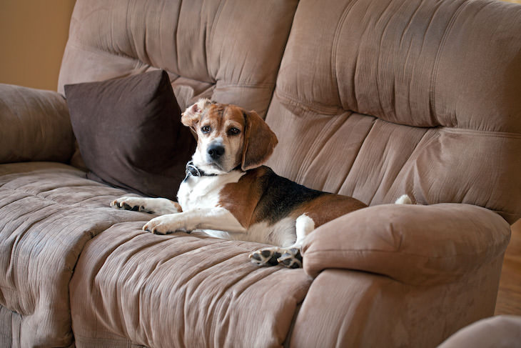 How to Clean 8 Types of Couches, microfiber