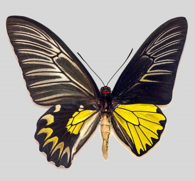 Photos of Nature gynandromorph butterfly