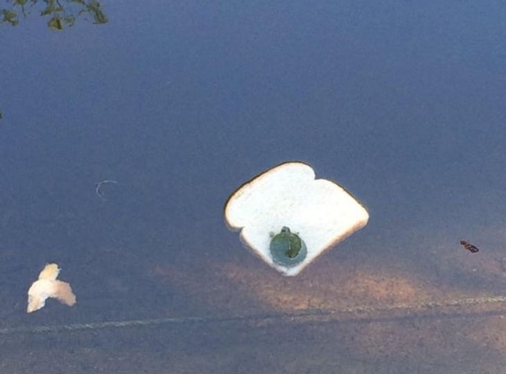 Photos of Nature baby turtle floating on a piece of bread