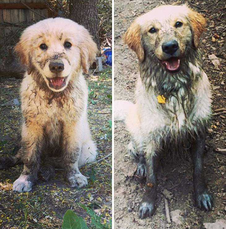  Dogs Before & After They Grew Up, naughty