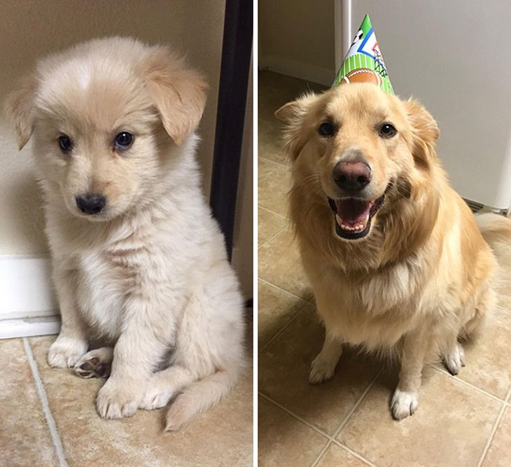  Dogs Before & After They Grew Up, birthday