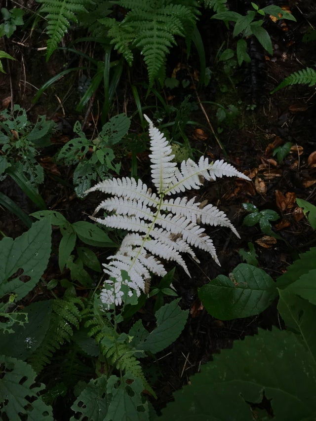 Photos of Nature albino fern