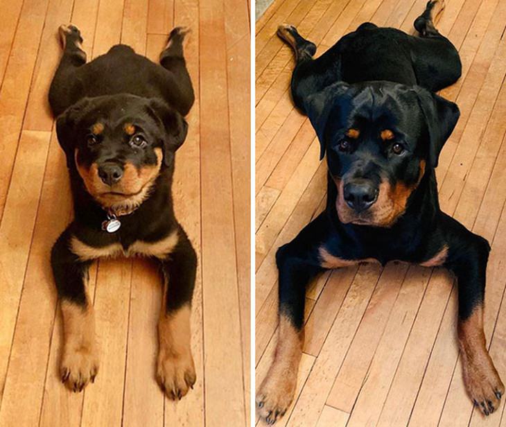  Dogs Before & After They Grew Up, 