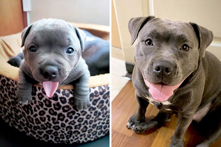  Dogs Before & After They Grew Up, 