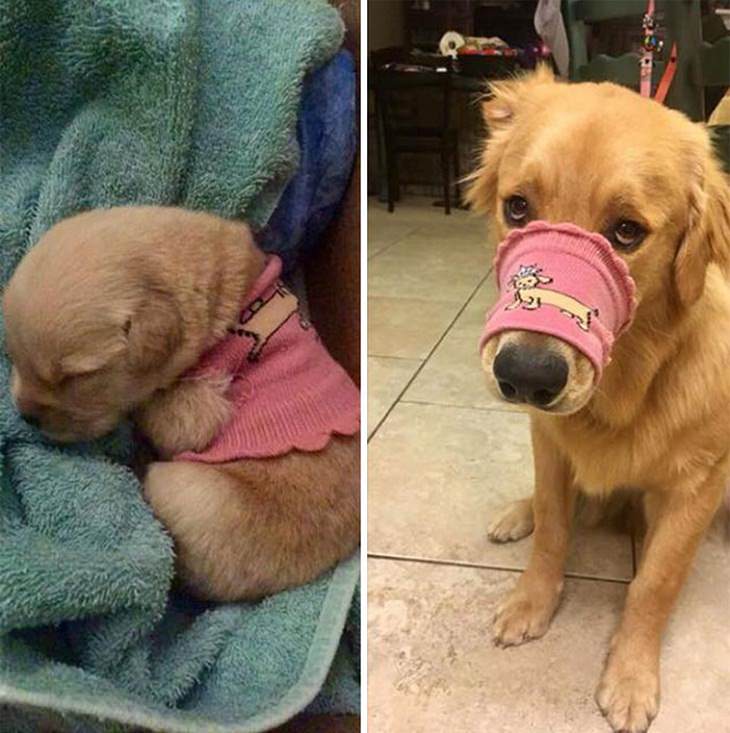  Dogs Before & After They Grew Up, sweater