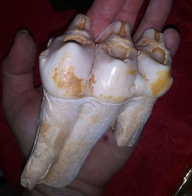 Photos of Nature Mastodon tooth and jawbone