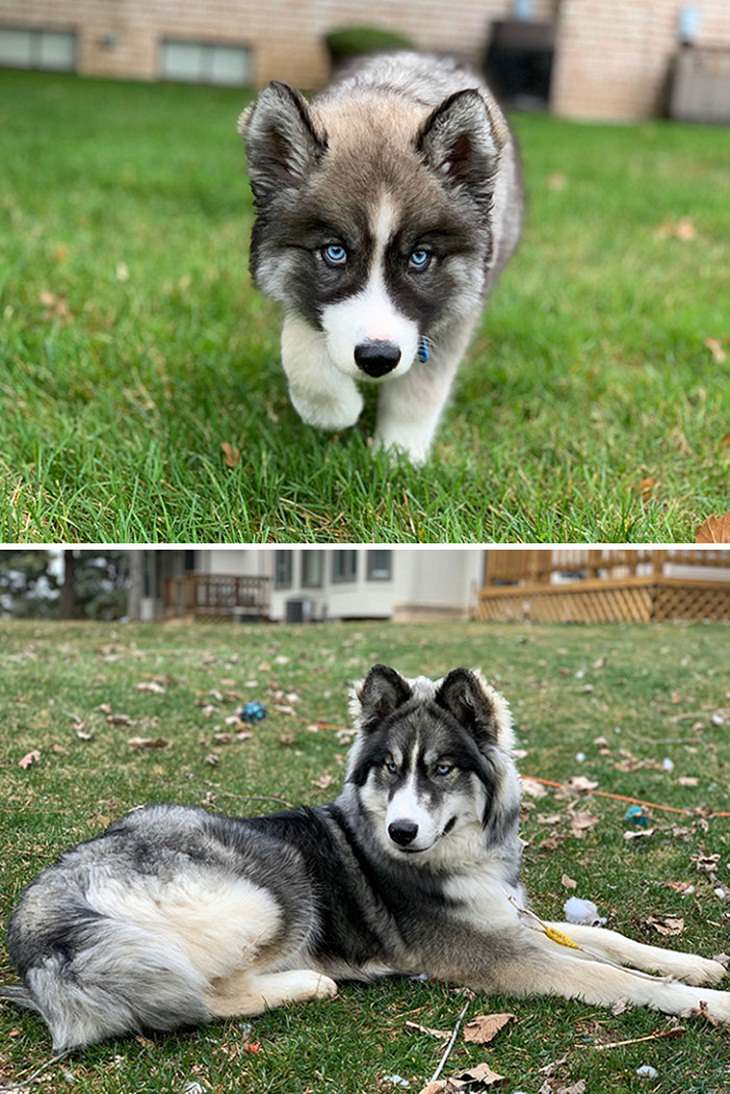  Dogs Before & After They Grew Up, husky