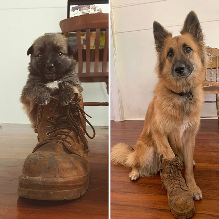  Dogs Before & After They Grew Up, boot