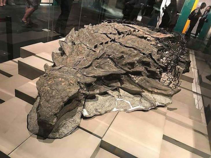 Incredible Museum Exhibits A mummified nodosaur fossil at the Royal Tyrrell Museum in Alberta, Canada