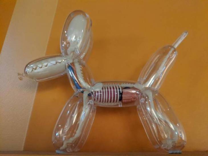 Incredible Museum Exhibits Jeff Koons's famous balloon dog sculpture with organs and bones