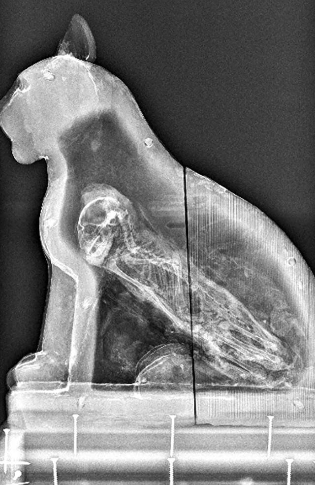 X-Rays cat sarcophagus 