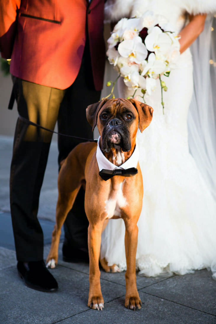 Cutest Contest: Best Dog In a Wedding Photo 2021, dressed up dog