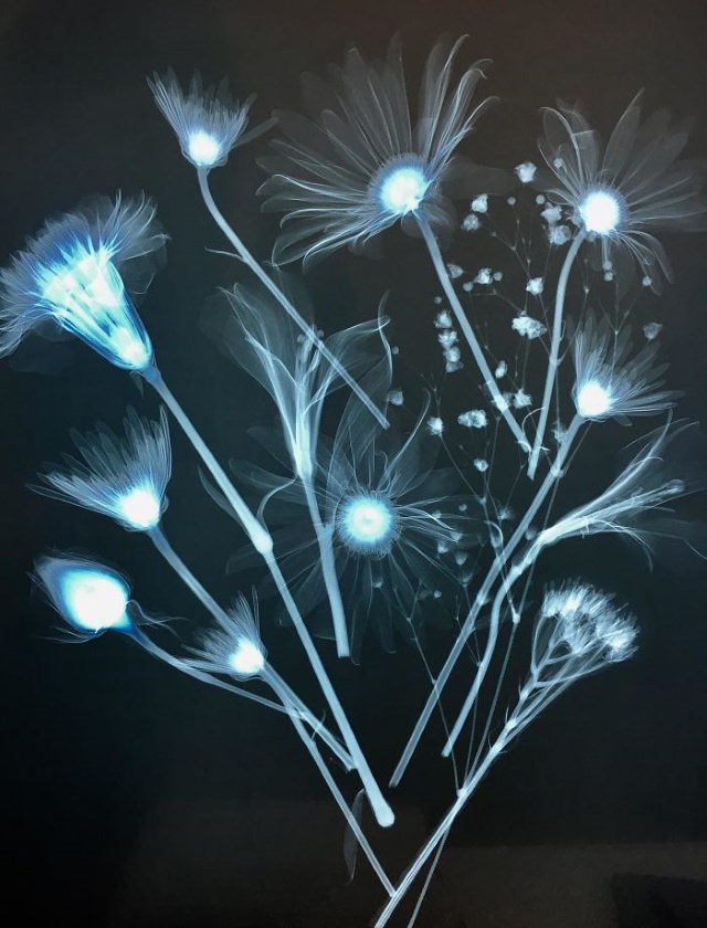 X-Rays  A X-rayed bouquet of flowers