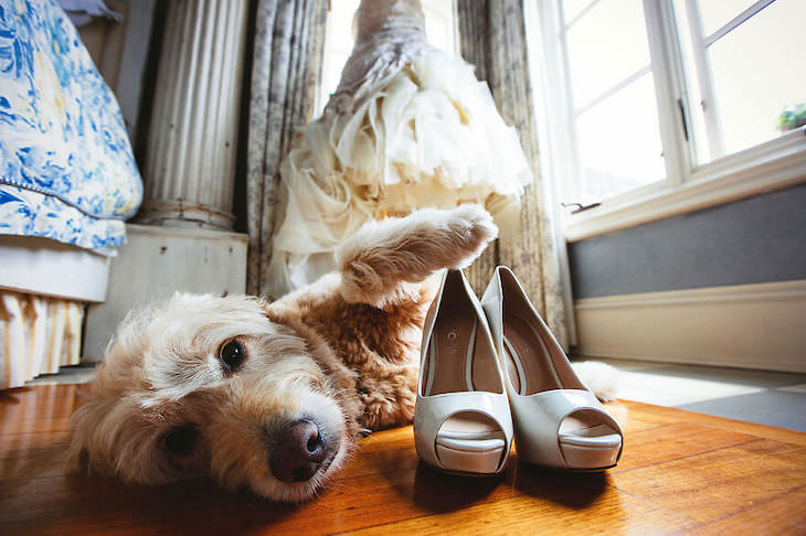 Cutest Contest: Best Dog In a Wedding Photo 2021, close up of dog playing with shoes