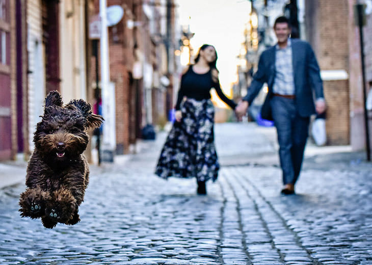 Cutest Contest: Best Dog In a Wedding Photo 2021, dog mid-run