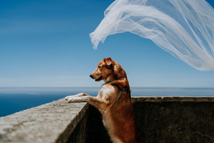 Cutest Contest: Best Dog In a Wedding Photo 2021, A divinely placed veil descends in the perfect pattern around this puppy