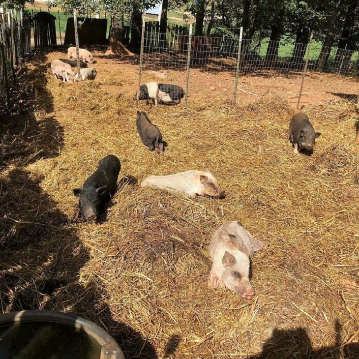 Abandoned Animals farm, pigs 