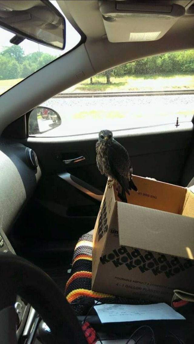 Car Repair hawk in car