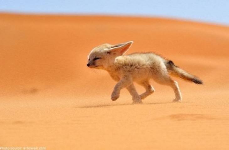 Planet Earth’s Lovely Curiosities, fennec fox