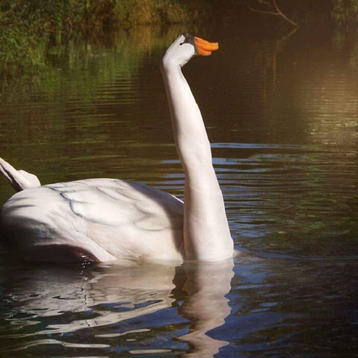 Body Art, swan