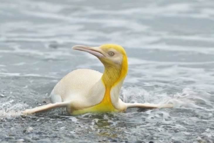 Planet Earth’s Lovely Curiosities rare yellow penguin