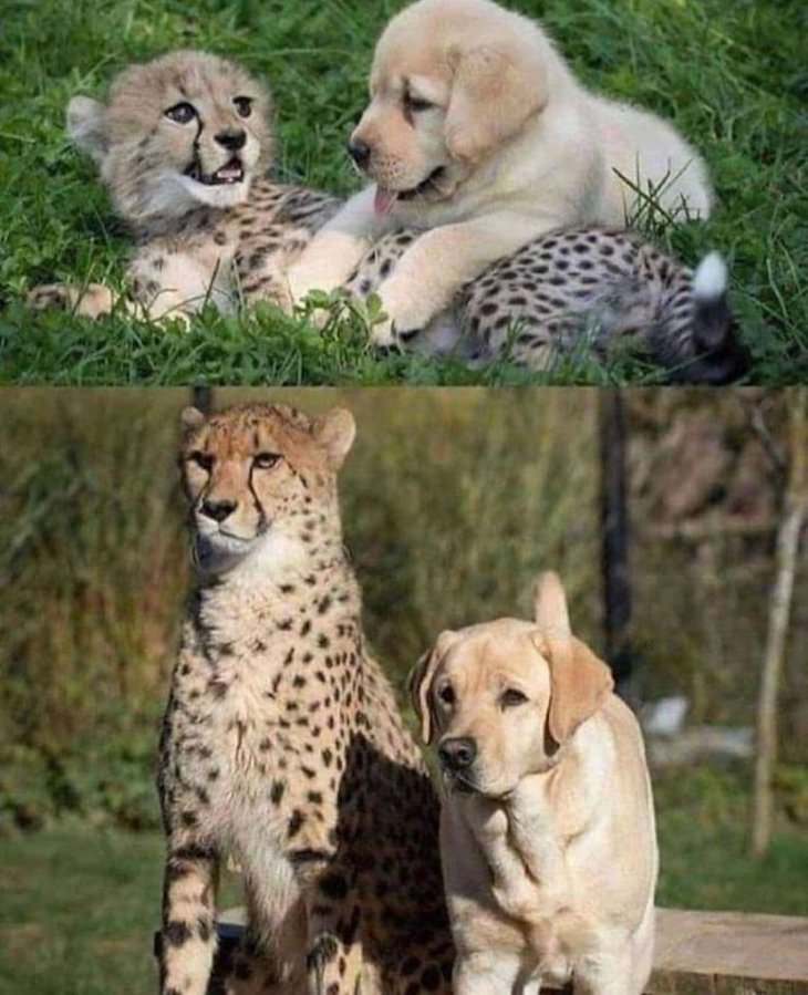 Planet Earth’s Lovely Curiosities cheetah and puppy 