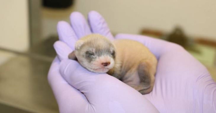 Planet Earth’s Lovely Curiosities black-footed ferret named Elizabeth Ann from the frozen cells of an ancestor