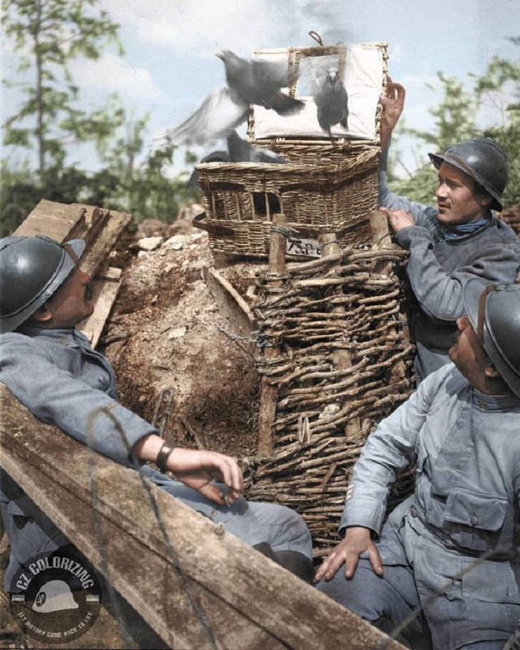 Colorized Historic Pics, carrier pigeons.