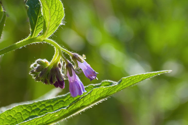 bad teas Comfrey