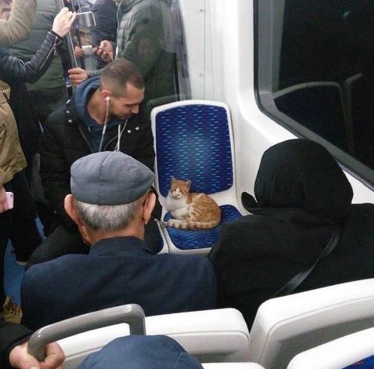 Istanbul, cat on bus
