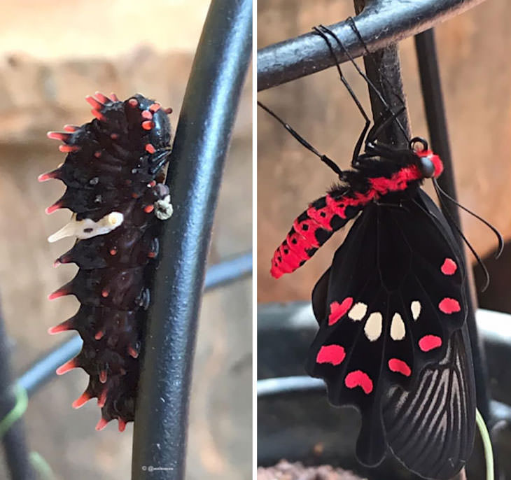 20 Eye Opening Comparison Photos, caterpillar before it turned into a butterfly