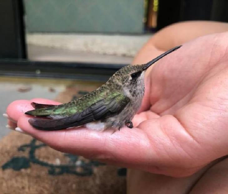 Unexpected Animal Guests, hummingbird 