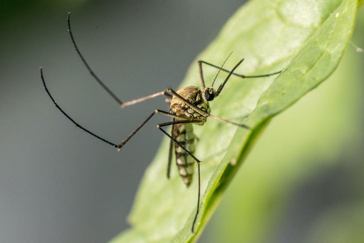 English Borrowings Mosquito