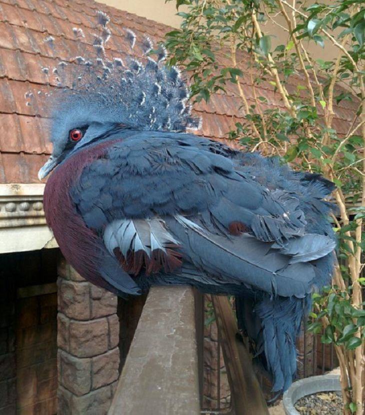 Unexpected Animal Guests, crowned pigeon